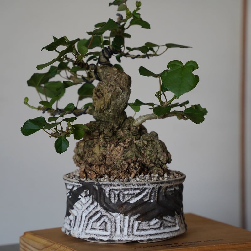 27］丸株 オオハマボウ Hibiscus Tiliaceus × 根本峻吾「 鐡 - 堕
