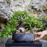 ［01］ガジュマル Ficus microcarpa ×  穂高隆児「 暁 - AKATSUKI - 」8号鉢