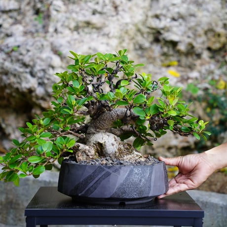 CATEGORY ガジュマル | 陶賊 -TOUZOKU- bonsai & pottery