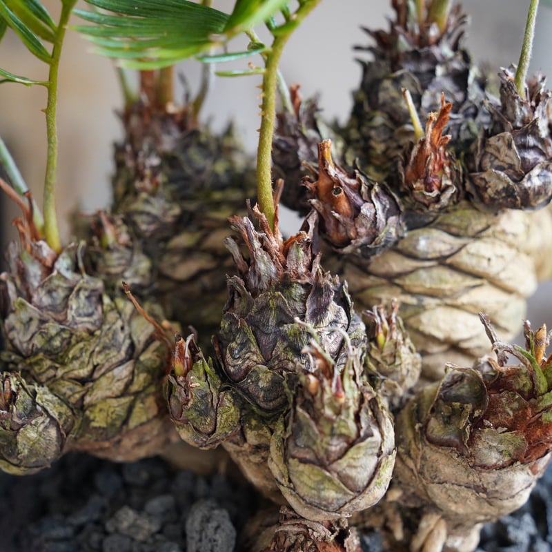 07］短小多頭ソテツ Cycas revoluta × G.O.A.T「 GODZILLA