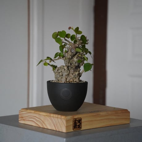 CATEGORY オオハマボウ(ユウナ) | 陶賊 -TOUZOKU- bonsai & po CATEGORY オオハマボウ(ユウナ) | 陶賊 -TOUZOKU- bonsai & po