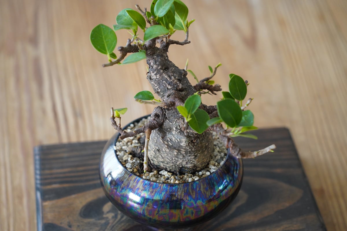 03］模様木ガジュマル Ficus microcarpa × 坂本新 「 LUSTER /