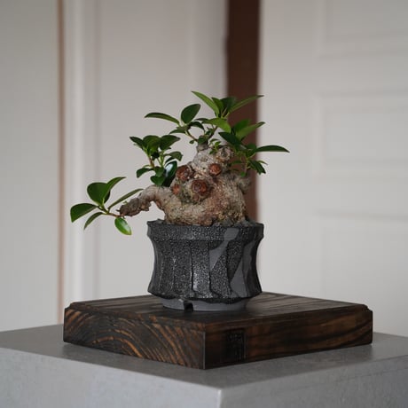 ガジュマル盆栽　琉球盆栽　入手困難　作家鉢 ULTIMATE EXOTIC BONSAI  琉球盆栽 - RYUKYU BONSAI