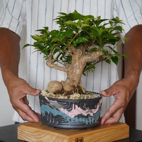 Dragon」鶴 皿 置物 71wI5GAZu+L._UF894,1000_QL80_.jpg