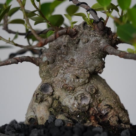 ［11］ドワーフガジュマル Ficus microcarpa × 沼野秀章 「 black wrap 」4号鉢 笠間焼
