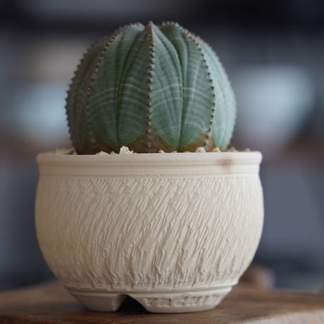 ユーフォルビア オベサ 美形 φ8cm〈メス〉 × 與那嶺大輔 作「琉球飛び鉋 白」3号 植木鉢 ［No.39］