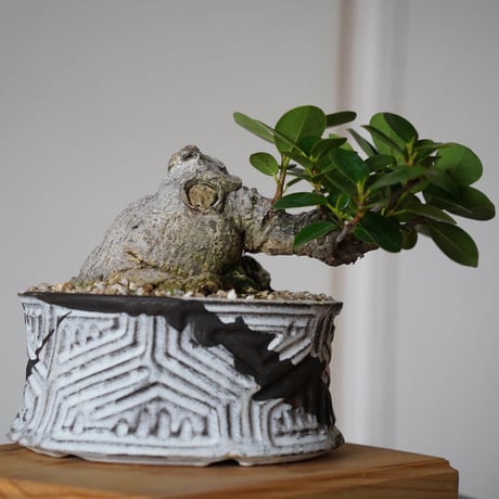 ［17］丸幹 パンダガジュマル Ficus  microcarpa × 根本峻吾 S.N POT type.low「 鐡 - 堕天 - 」5.5号鉢 笠間焼