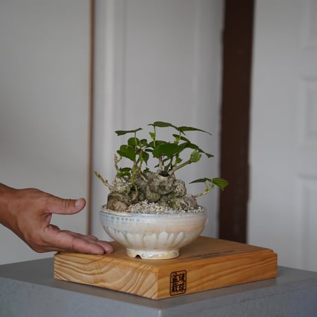 陶賊 -TOUZOKU- bonsai & pottery