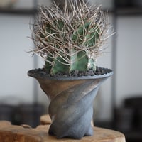 沖誠 Bark 沖誠 作品【 Bark 