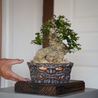 ［02］ハリツルマサキ Gymnosporia diversifolia × なみひら陶房 「シーサー / 雌 」7号鉢 やちむん