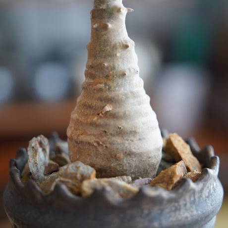 パキポディウム ウィンゾリー × 根本峻吾 作 S.N POT type.slim「 鐡 - kurogane - 」3号 植木鉢 ［No.44］