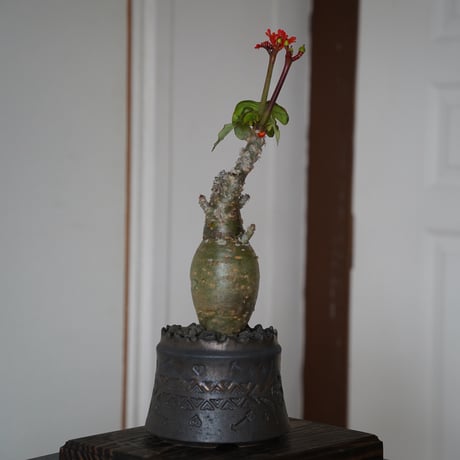 厳選サンゴアブラギリ［ヤトロファ ポタグリカ］× 根本峻吾 S.N POT type.cyilinder 「刻印」4号鉢