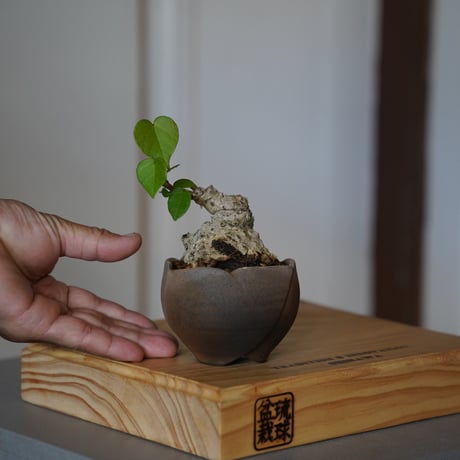 陶賊 -TOUZOKU- bonsai & pottery