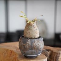 ユーフォルビア オベサ 木質化 M ［雄株］ × 小林哲也 作「 雫