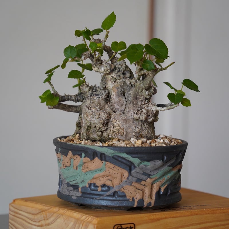 オオハマボウ　太幹　塊根植物　アカザカズラ　イボ肌　珍奇植物 オオハマボウ 太幹 塊根植物 アカザカズラ イボ肌 珍奇植物