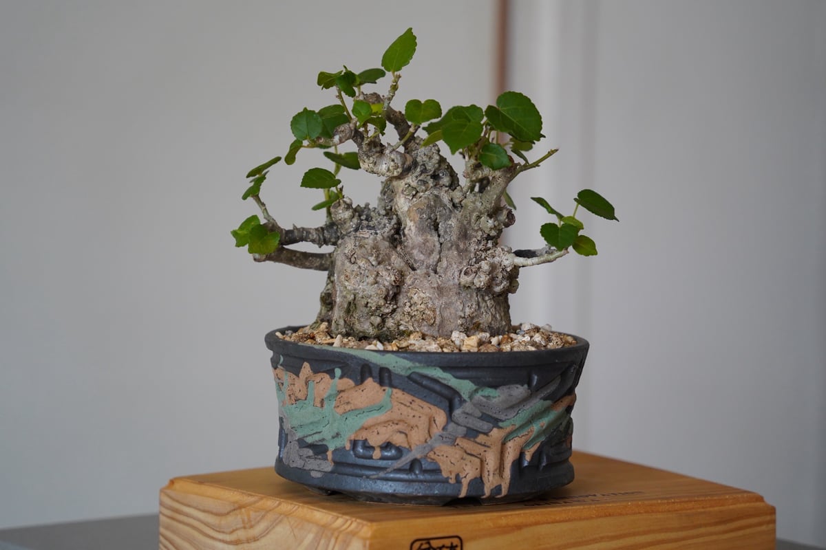 オオハマボウ極太小品盆栽 04］太幹オオハマボウ Hibiscus Tiliaceus