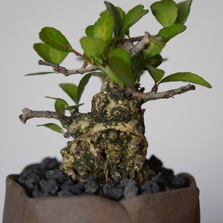 ［33］ハリツルマサキ Gymnosporia diversifolia × 木村直人「輪花 - rinka- 」2号鉢 笠間焼