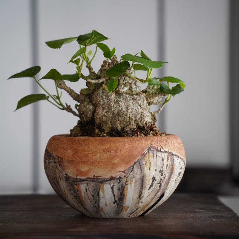 オオハマボウイボイボ塊根植物観葉植物プラントハンター鉢