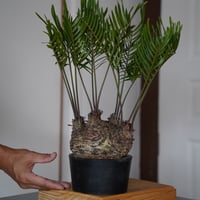 ［10］ザミア フロリダーナ  / プラ鉢(φ14cm)