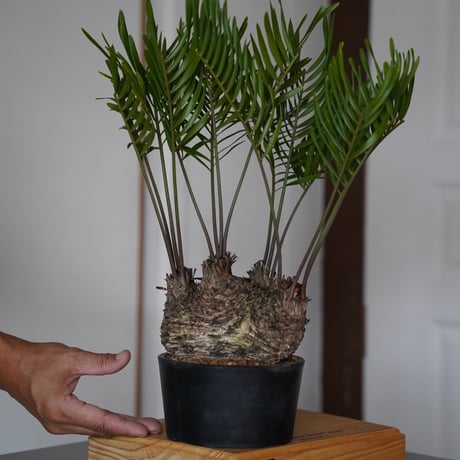 陶賊 -TOUZOKU- bonsai & pottery