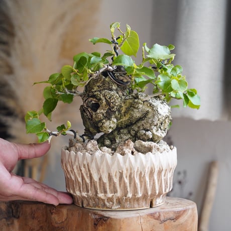 陶賊 -TOUZOKU- bonsai & pottery