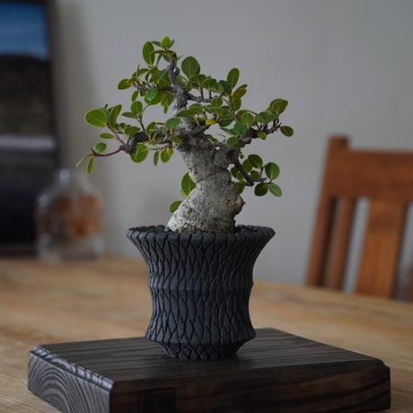 ガジュマル盆栽 沖縄産　我樹丸　半懸崖 沖縄盆栽 ガジュマル 樹齢約20年 一点物 - 沖縄県宜野座村