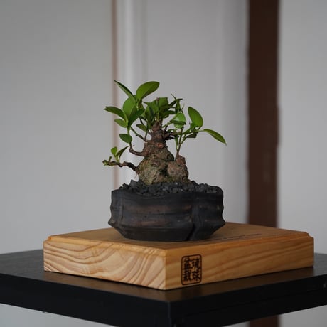 CATEGORY ガジュマル | 陶賊 -TOUZOKU- bonsai & pottery
