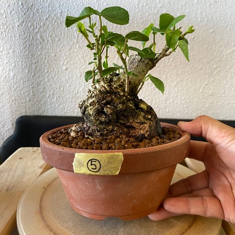陶賊 -TOUZOKU- bonsai & pottery