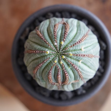 ユーフォルビア オベサ モンスト φ7cm〈オス〉 × 與那嶺大輔 作「琉球飛び鉋」3号 植木鉢 ［No.40］