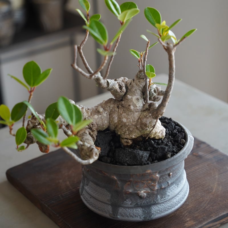 イボガジュマル イボガジュマルについて  琉球盆栽 - RYUKYU BONSAI - ficus
