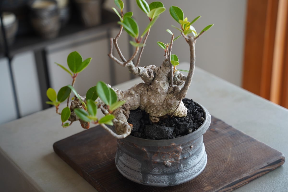33］イボ幹 Ficus microcarpa ［我樹丸］ × 磯部祐介 作「 瓦 - ka