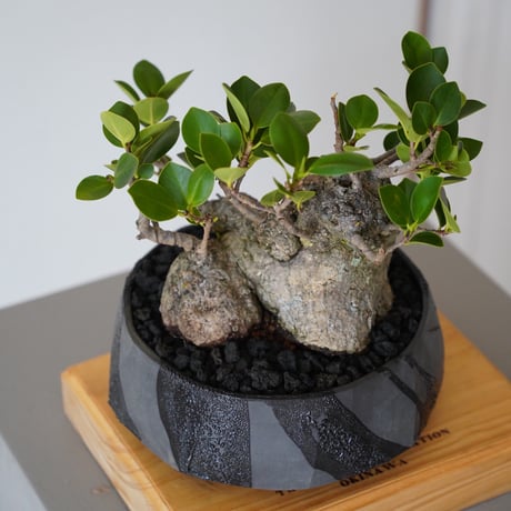 ［08］低重心ガジュマル Ficus microcarpa × 穂高隆児 「 暁 」6号鉢 笠間焼