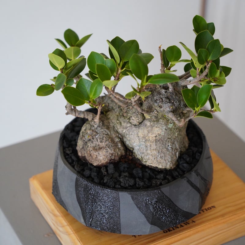 ゴートスカル盆栽 183539069_o2.jpg?