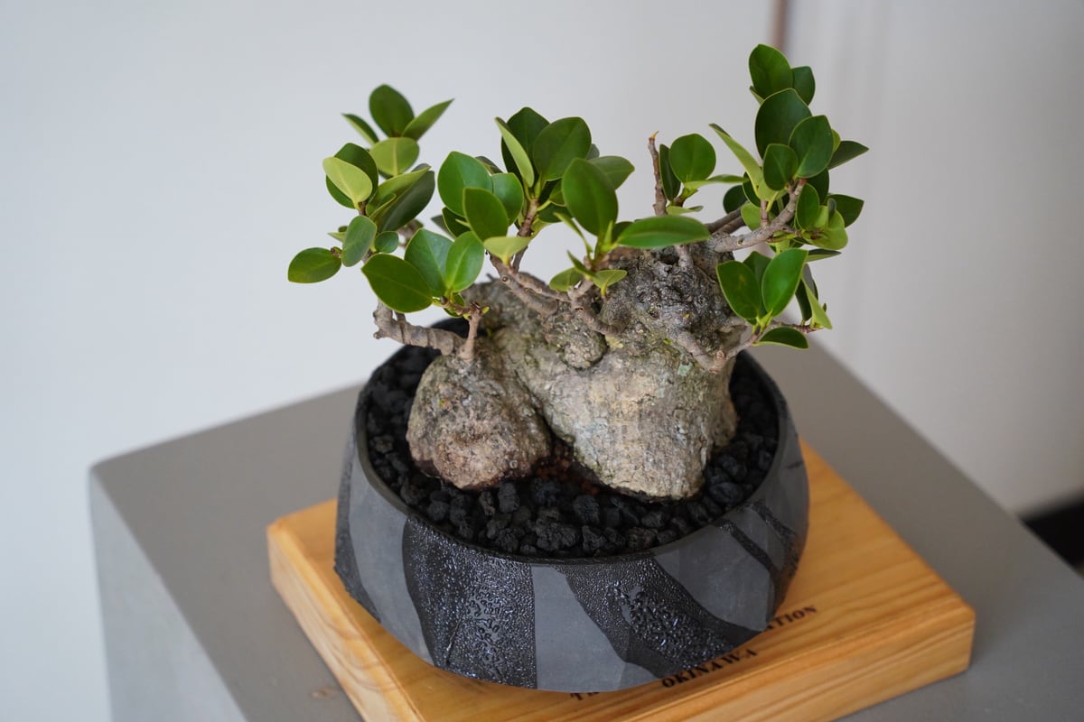 08］低重心ガジュマル Ficus microcarpa × 穂高隆児 「 暁 」6号