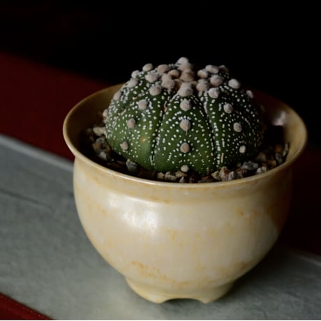 坂本新 作品【 LUSTER OVERGLAZE  - 黄虹彩 -  topaz  】 笠間焼 植木鉢