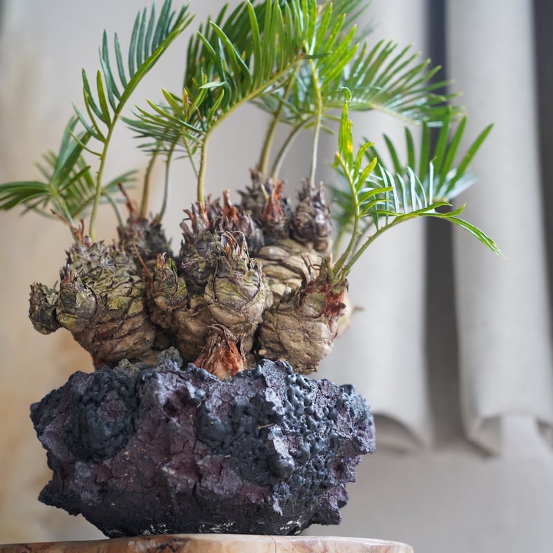 多頭ソテツ描き子 07］短小多頭ソテツ Cycas revoluta × G.O.A.T「 GODZILLA