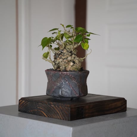CATEGORY 穂高隆児 植木鉢作品 | 陶賊 -TOUZOKU- bonsai & pot CATEGORY 穂高隆児 植木鉢作品 | 陶賊 -TOUZOKU- bonsai & pot