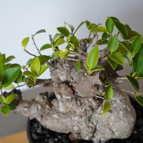［29］やかん イボガジュマル Ficus microcarpa × 根本峻吾 S.N POT type.low「 鐡 - 堕天 - 」6号鉢 笠間焼
