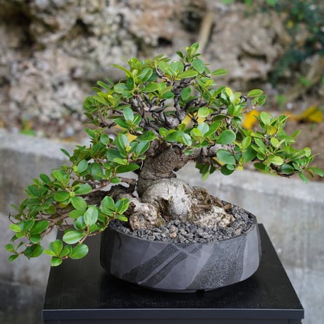 ［01］ガジュマル Ficus microcarpa ×  穂高隆児「 暁 - AKATSUKI - 」8号鉢