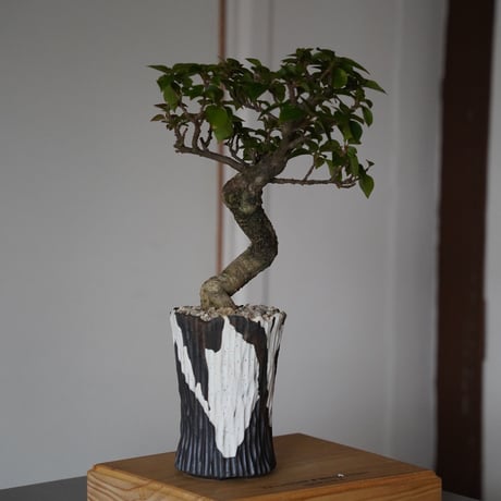 ［90］ブーゲンビリア Bougainvillea ×  根本峻吾「 爪牙 - 堕天 - 」3.5号 長鉢 笠間焼