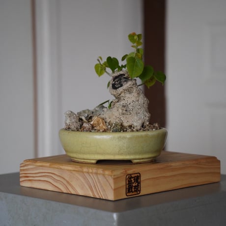 中型 盆栽 ユウナ CATEGORY オオハマボウ(ユウナ) | 陶賊 -TOUZOKU- bonsai & po