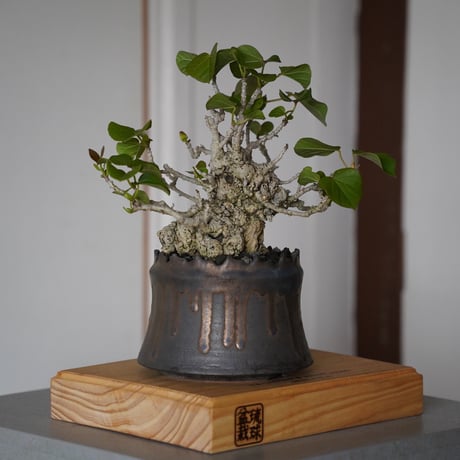 CATEGORY オオハマボウ(ユウナ) | 陶賊 -TOUZOKU- bonsai & po CATEGORY オオハマボウ(ユウナ) | 陶賊 -TOUZOKU- bonsai & po