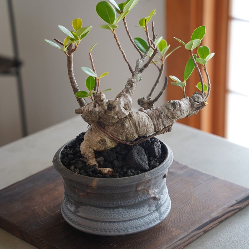 33］イボ幹 Ficus microcarpa ［我樹丸］ × 磯部祐介 作「 瓦
