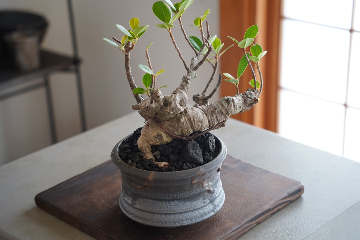 33］イボ幹 Ficus microcarpa ［我樹丸］ × 磯部祐介 作「 瓦 - ka