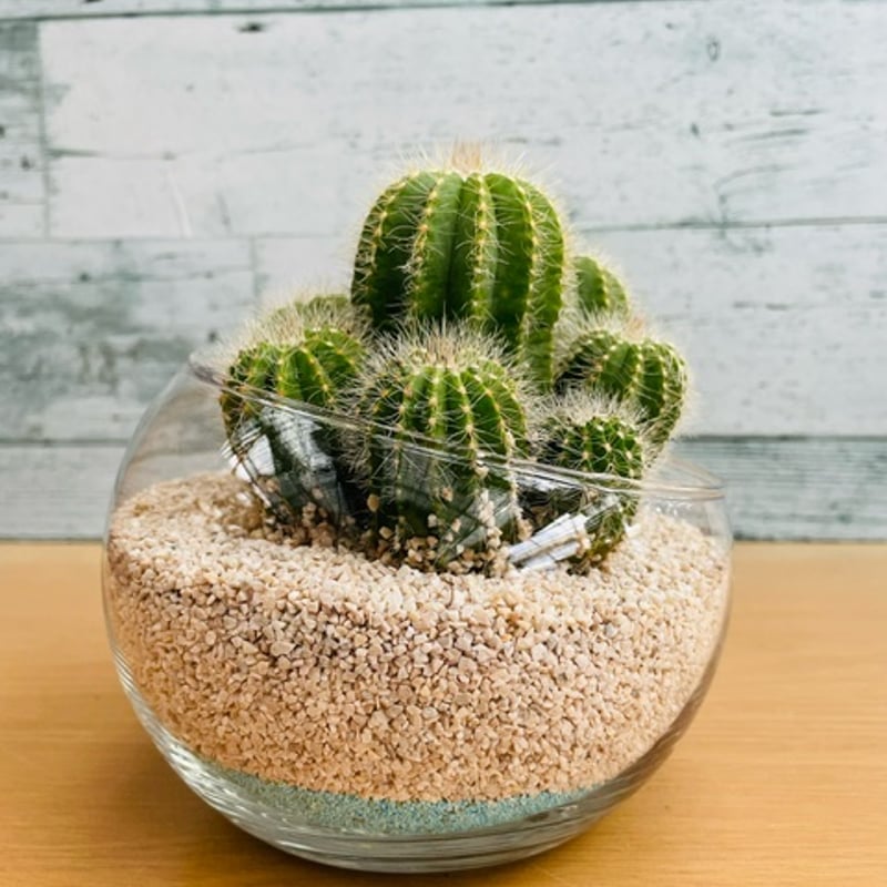 群生サボテン 4号 | 中川園芸