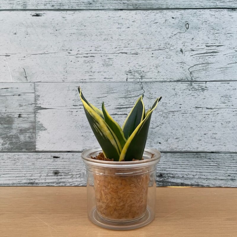 水やり簡単！！自動給水鉢 大小2個セット | 中川園芸