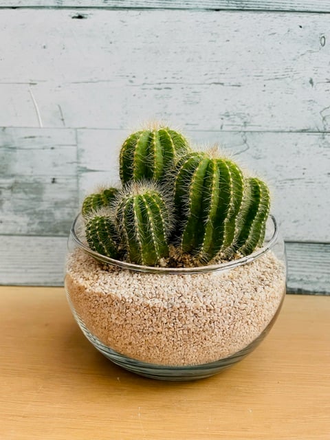 群生サボテン 4号 | 中川園芸