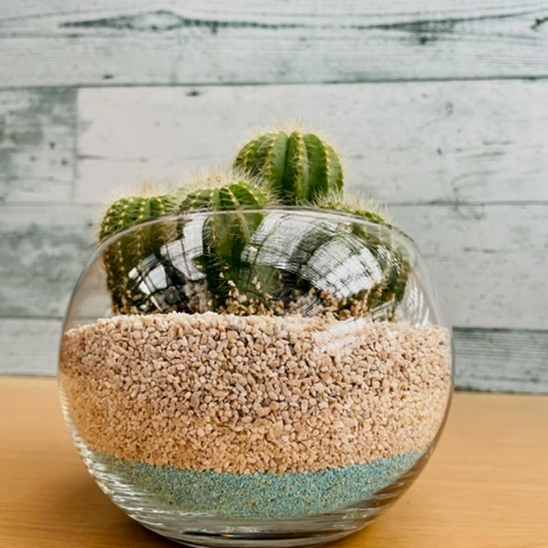 群生サボテン 4号 | 中川園芸