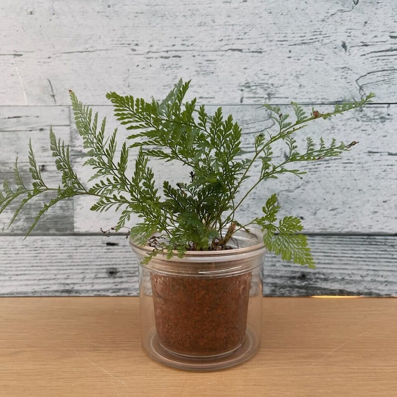 水やり簡単！！自動給水鉢 大小2個セット | 中川園芸