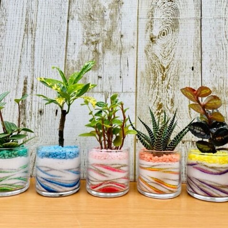 お手軽サイズ観葉植物 3点セット アクアサンド | 中川園芸